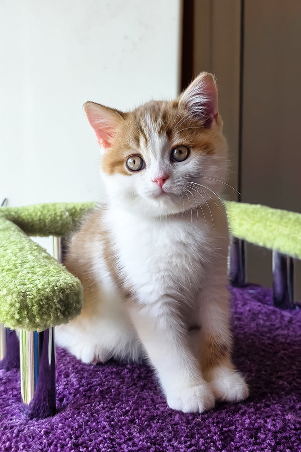 Kora | Scottish Straight Kitten