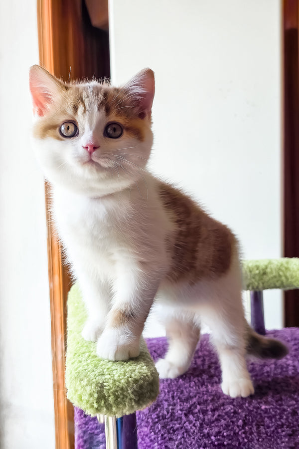 Kora | Scottish Straight Kitten