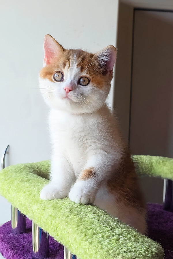 Kora | Scottish Straight Kitten