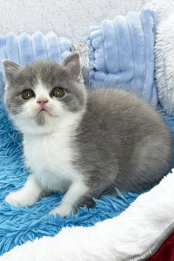 Kramer | British Shorthair Kitten