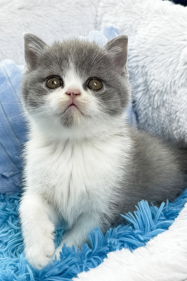 Kramer | British Shorthair Kitten