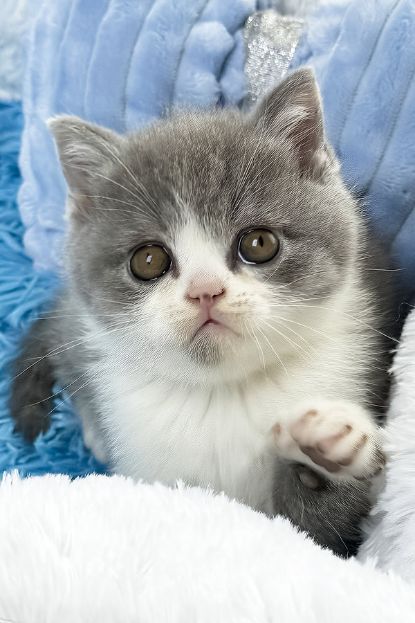 Kramer | British Shorthair Kitten