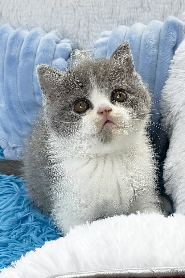 Kramer | British Shorthair Kitten