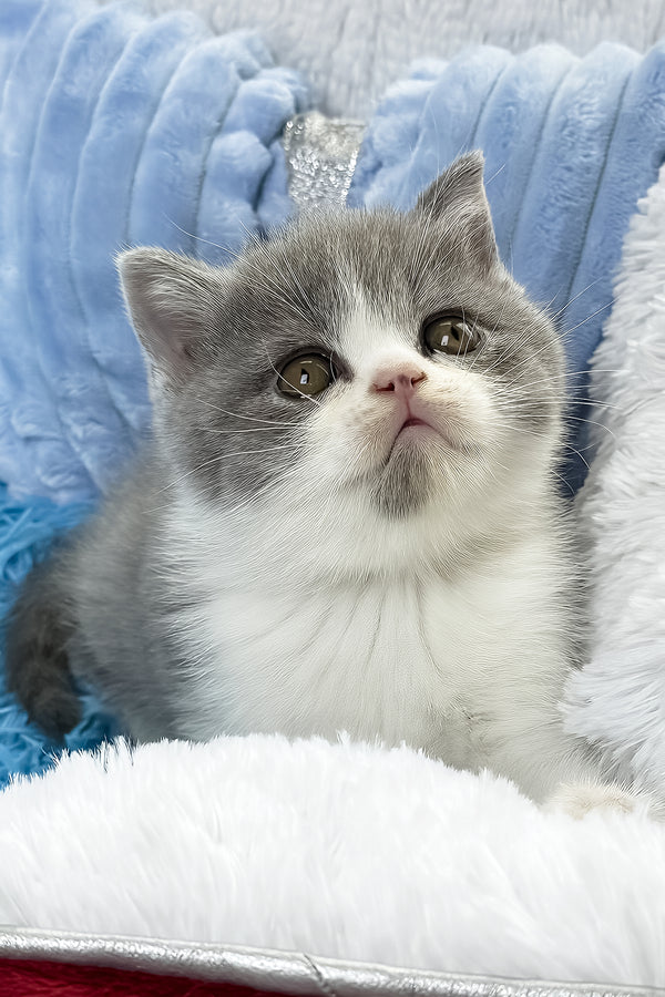 Kramer | British Shorthair Kitten
