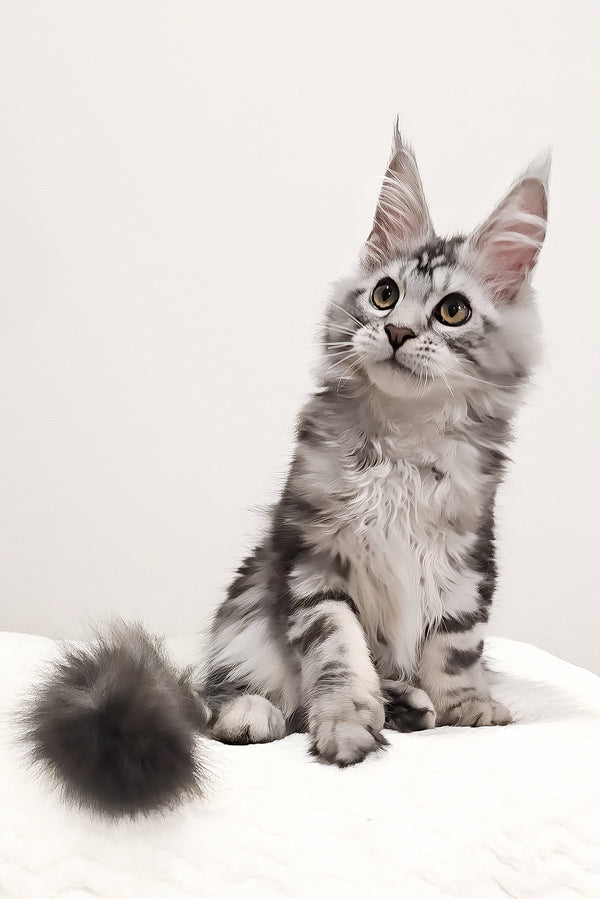 Krampus | Maine Coon Kitten