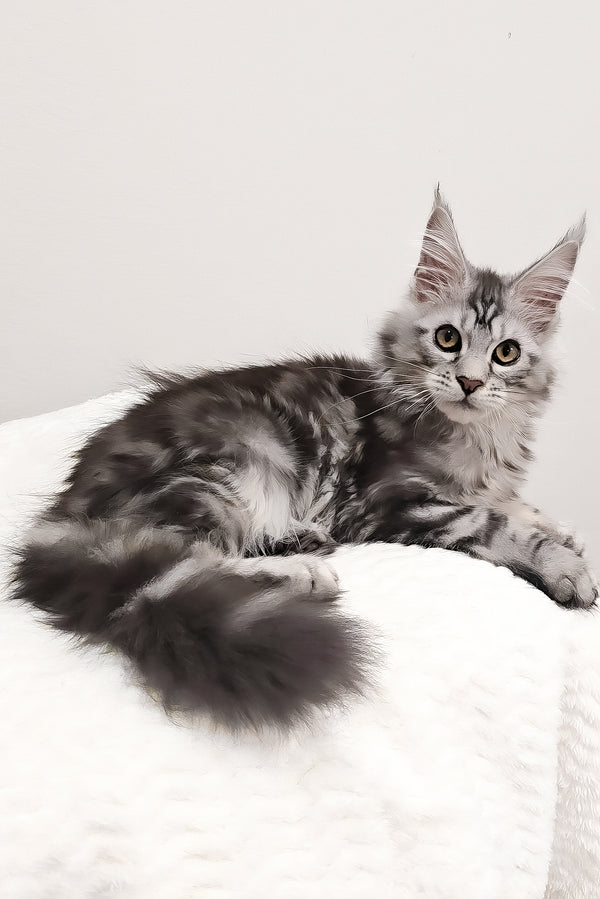 Krampus | Maine Coon Kitten