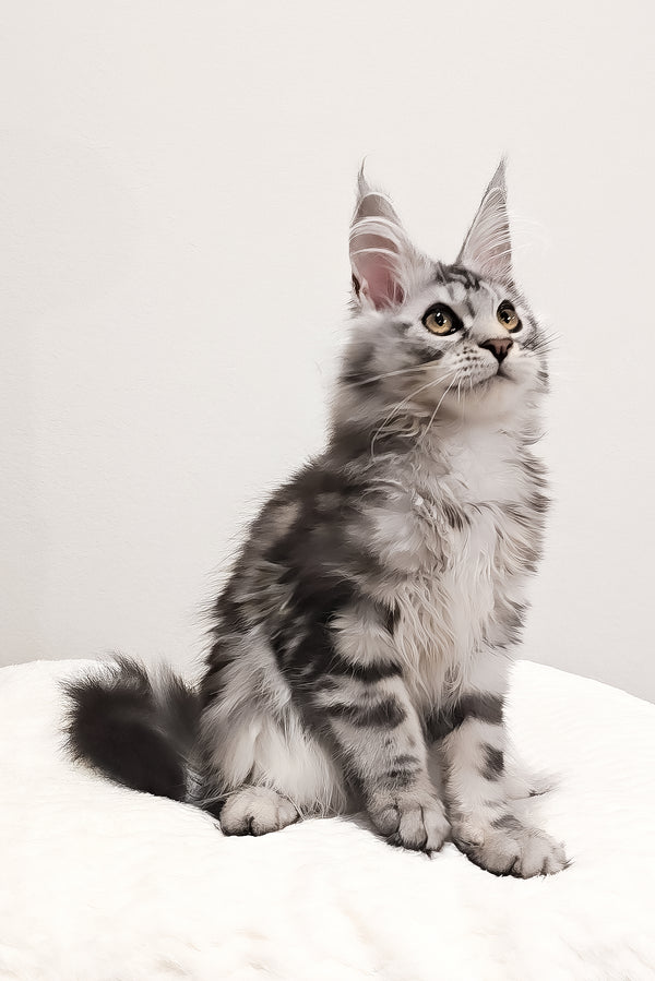 Krampus | Maine Coon Kitten