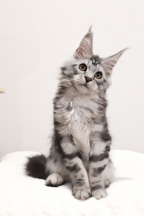 Krampus | Maine Coon Kitten