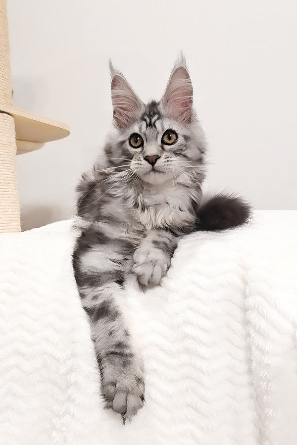 Krampus | Maine Coon Kitten