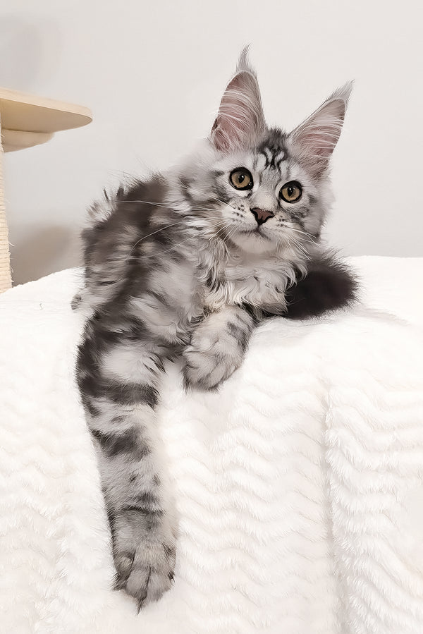 Krampus | Maine Coon Kitten