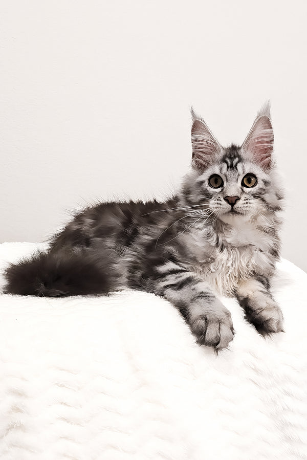 Krampus | Maine Coon Kitten