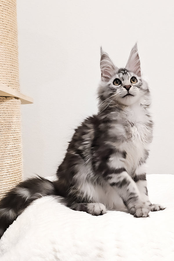 Krampus | Maine Coon Kitten