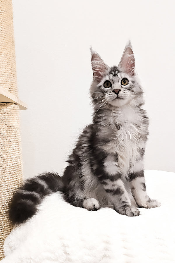 Krampus | Maine Coon Kitten