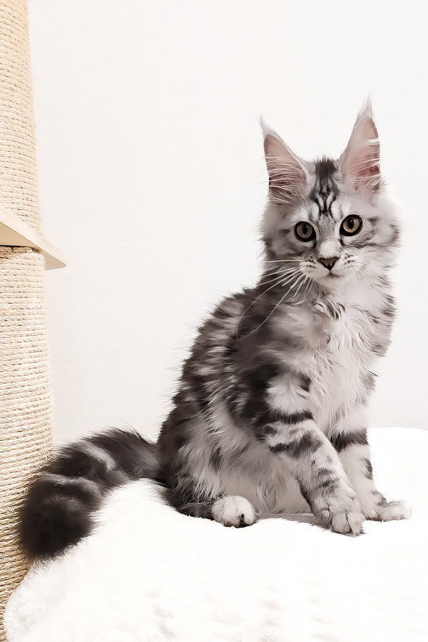 Krampus | Maine Coon Kitten