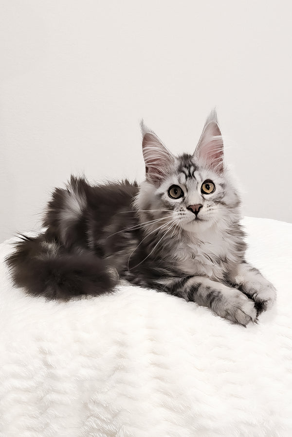 Krampus | Maine Coon Kitten