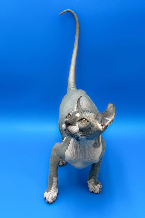 Krew | Elf Sphynx Kitten