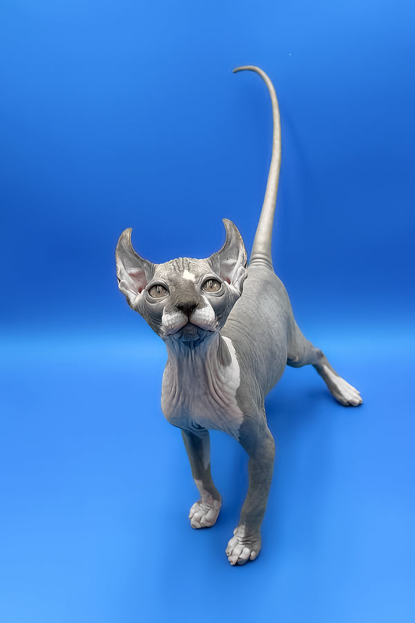 Krew | Elf Sphynx Kitten