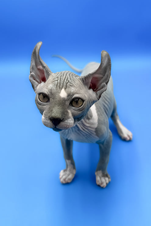 Krew | Elf Sphynx Kitten
