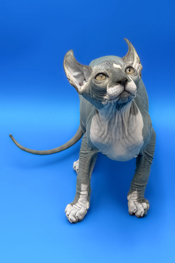 Krew | Elf Sphynx Kitten