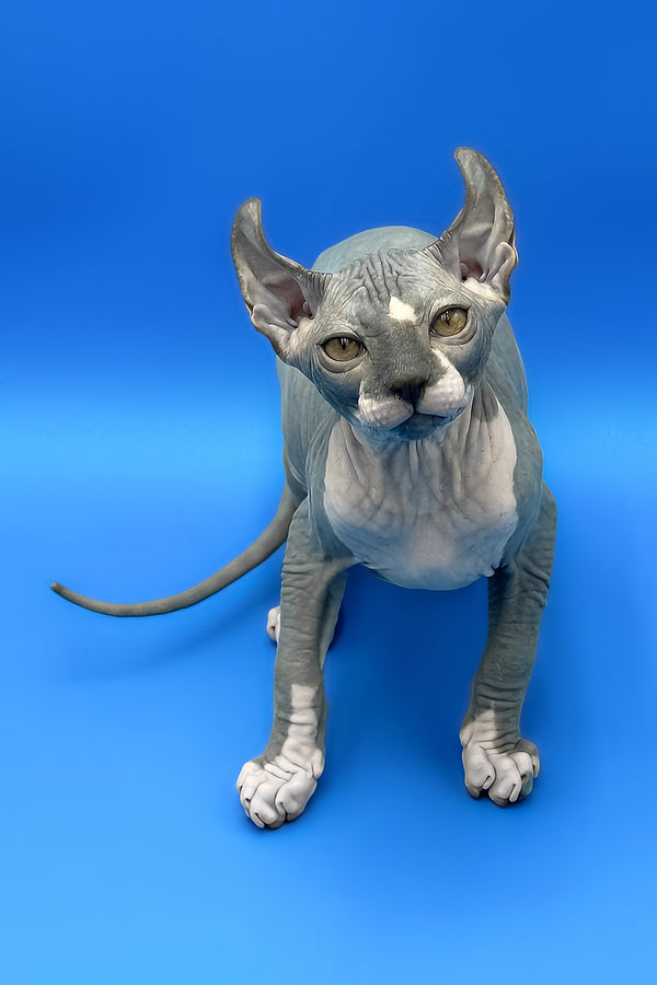 Krew | Elf Sphynx Kitten