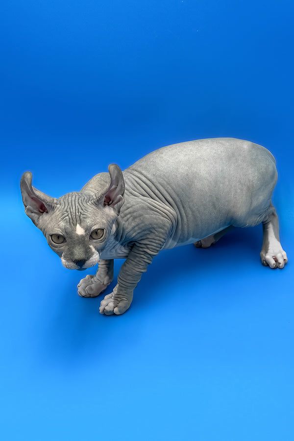 Krew | Elf Sphynx Kitten