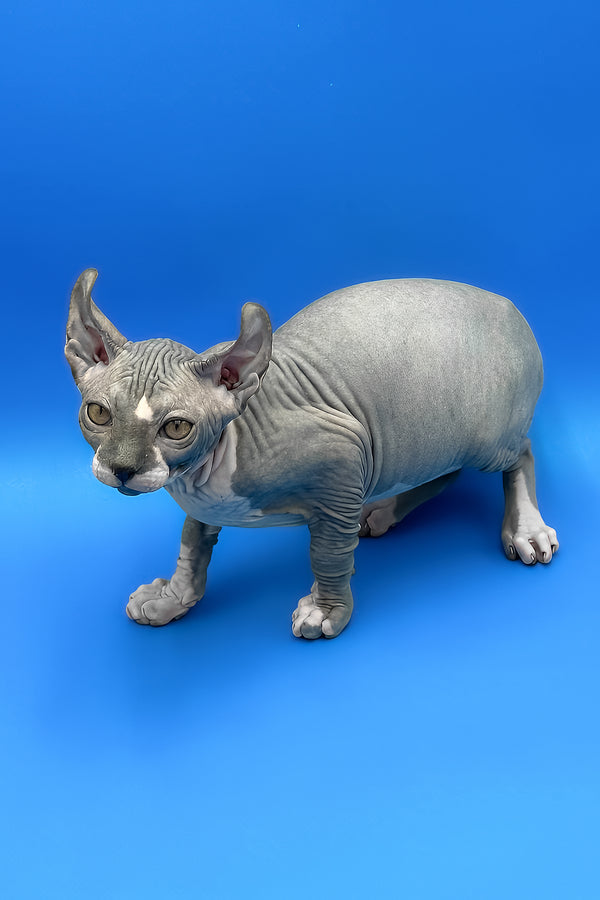 Krew | Elf Sphynx Kitten