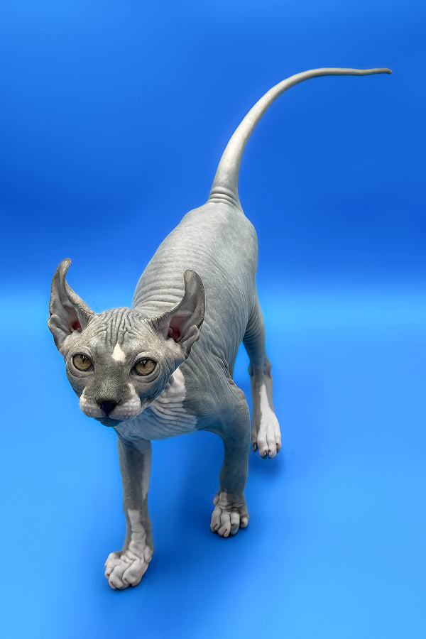 Krew | Elf Sphynx Kitten