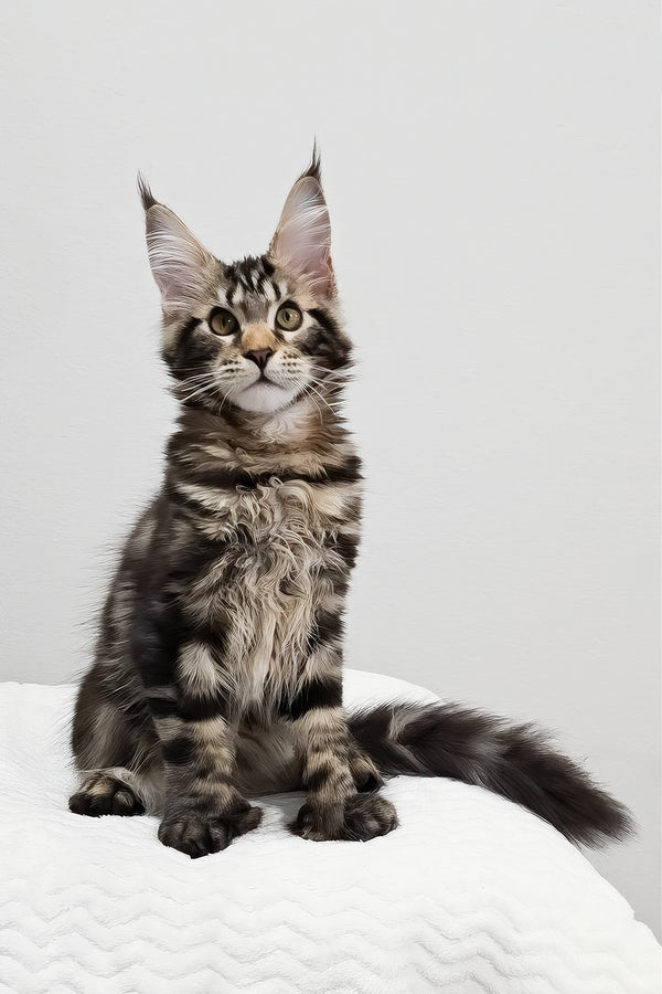 Kringle | Polydactyl Maine Coon Kitten