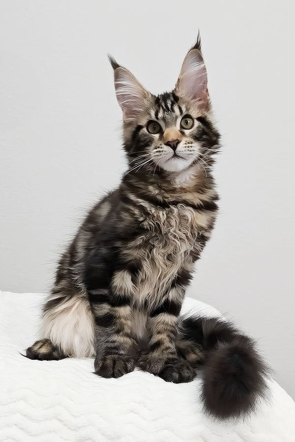 Kringle | Polydactyl Maine Coon Kitten