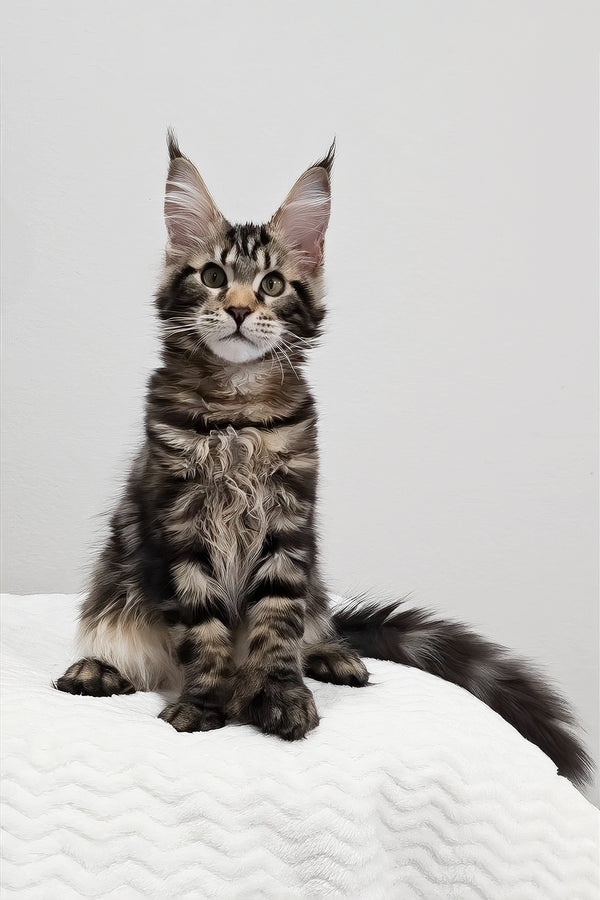 Kringle | Polydactyl Maine Coon Kitten
