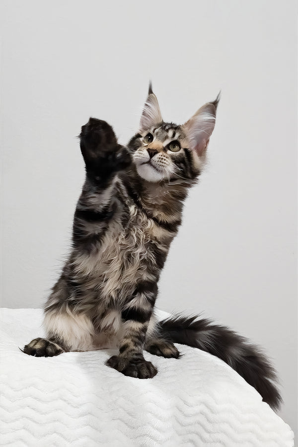Kringle | Polydactyl Maine Coon Kitten