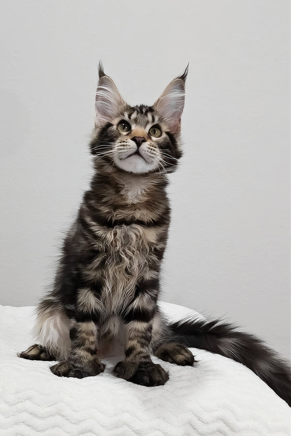 Kringle | Polydactyl Maine Coon Kitten