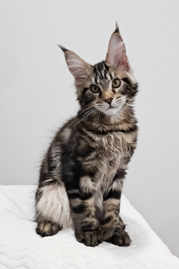 Kringle | Polydactyl Maine Coon Kitten
