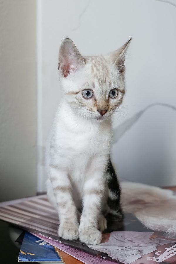 Kristoffer | Bengal Kitten