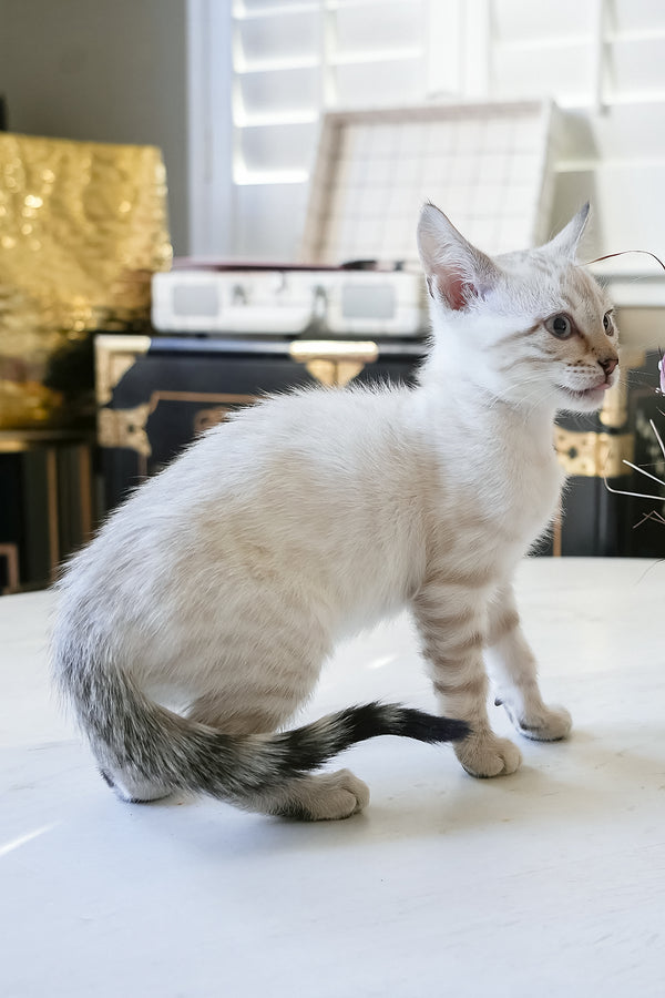 Kristoffer | Bengal Kitten