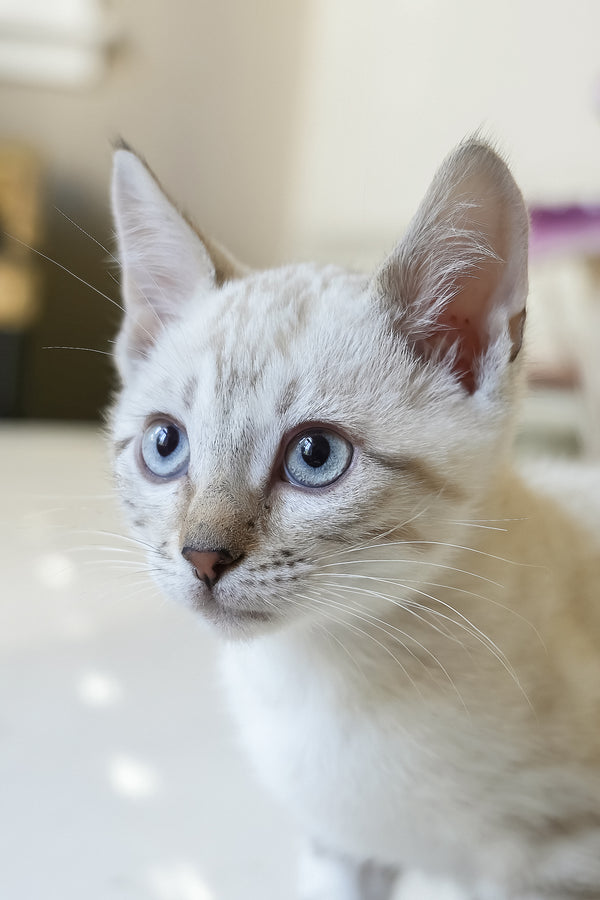 Kristoffer | Bengal Kitten