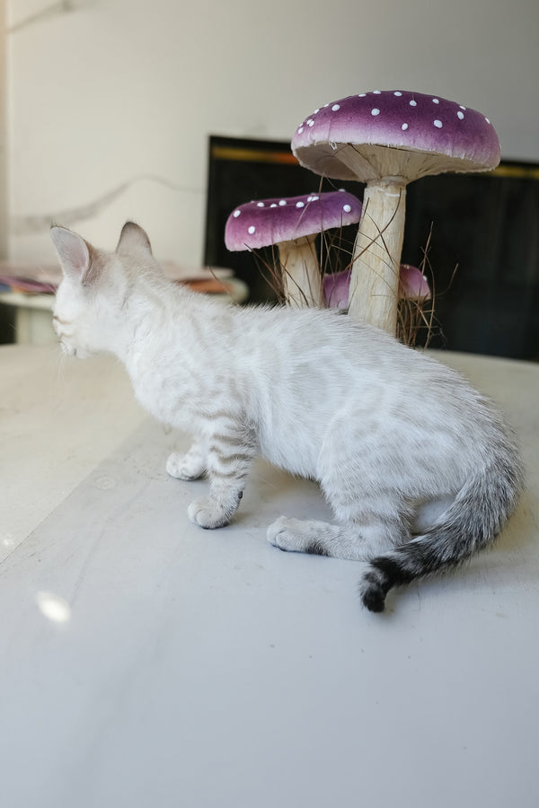 Kristoffer | Bengal Kitten