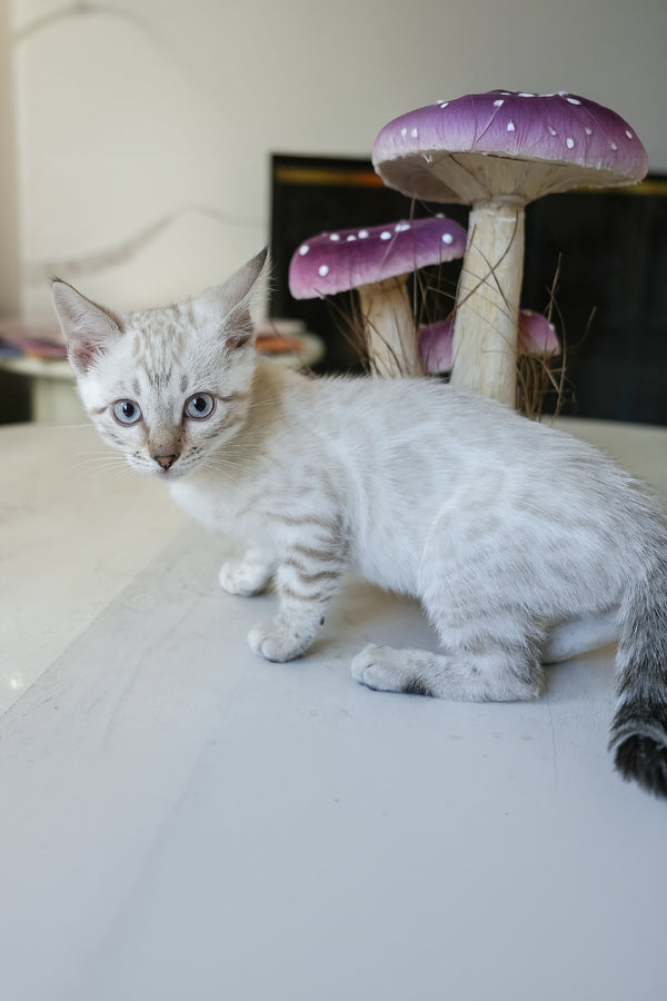Kristoffer | Bengal Kitten