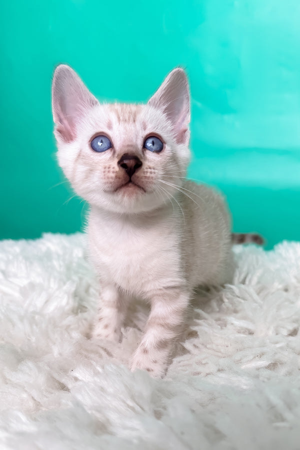 Kristy | Bengal Kitten