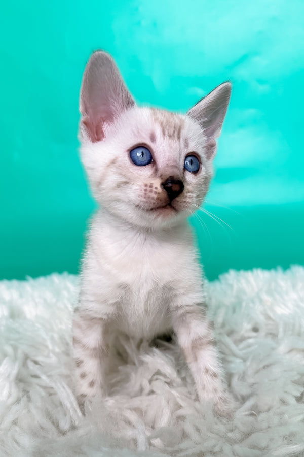 Kristy | Bengal Kitten