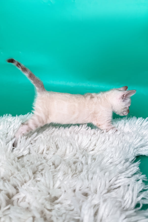 Kristy | Bengal Kitten