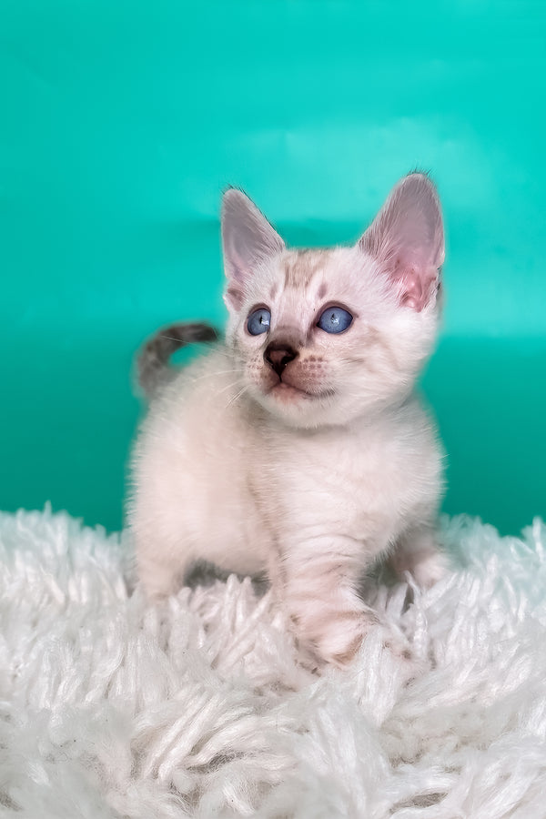 Kristy | Bengal Kitten
