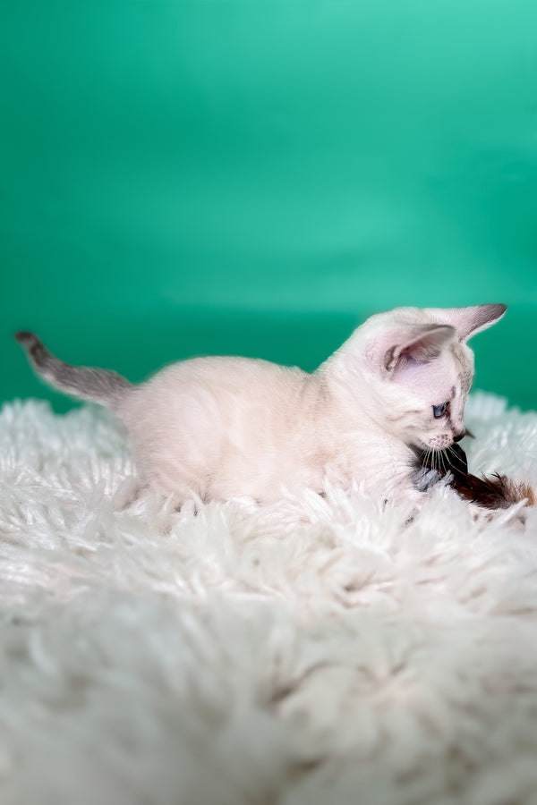 Kristy | Bengal Kitten