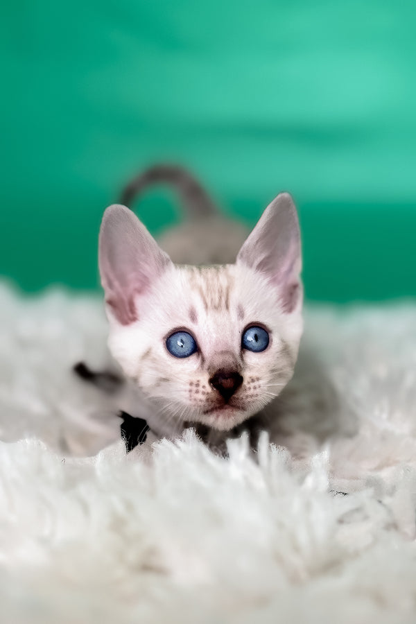 Kristy | Bengal Kitten