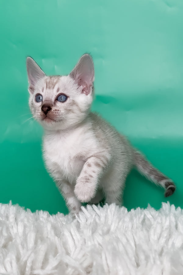 Kristy | Bengal Kitten
