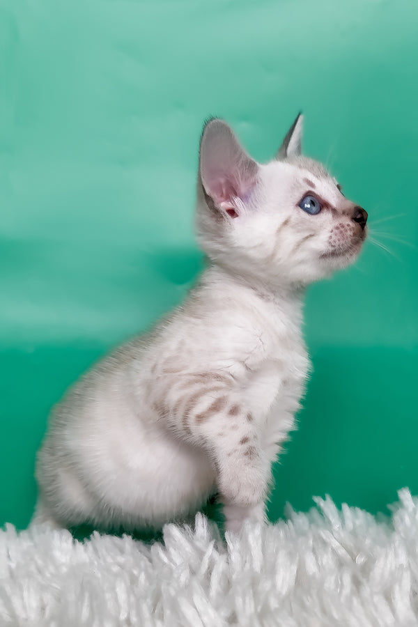 Kristy | Bengal Kitten