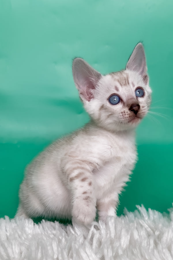 Kristy | Bengal Kitten