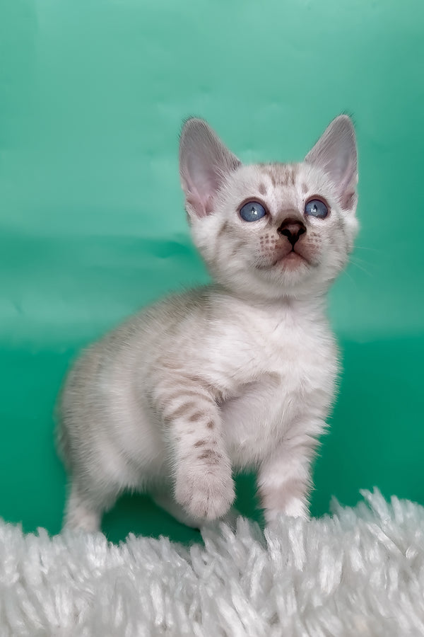 Kristy | Bengal Kitten