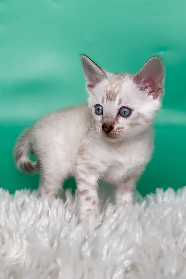 Kristy | Bengal Kitten