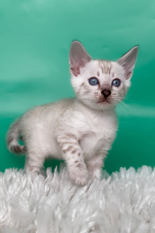Kristy | Bengal Kitten